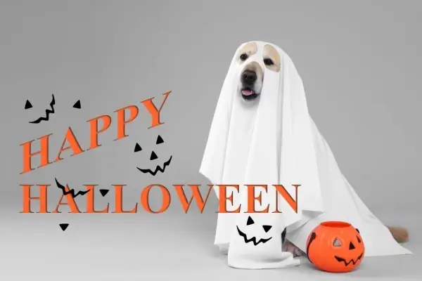 Happy Halloween from {{ company.name }}